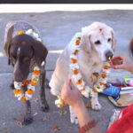 A girl celebrates the Nepal Dog Festival 2025 by placing a marigold garland on a dog, a heartwarming tradition.