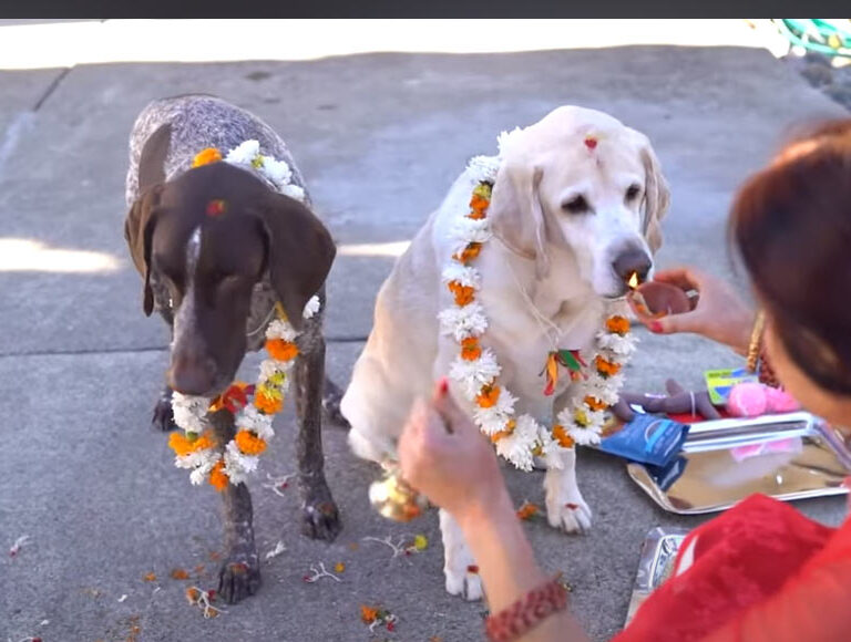 A girl celebrates the Nepal Dog Festival 2025 by placing a marigold garland on a dog, a heartwarming tradition.
