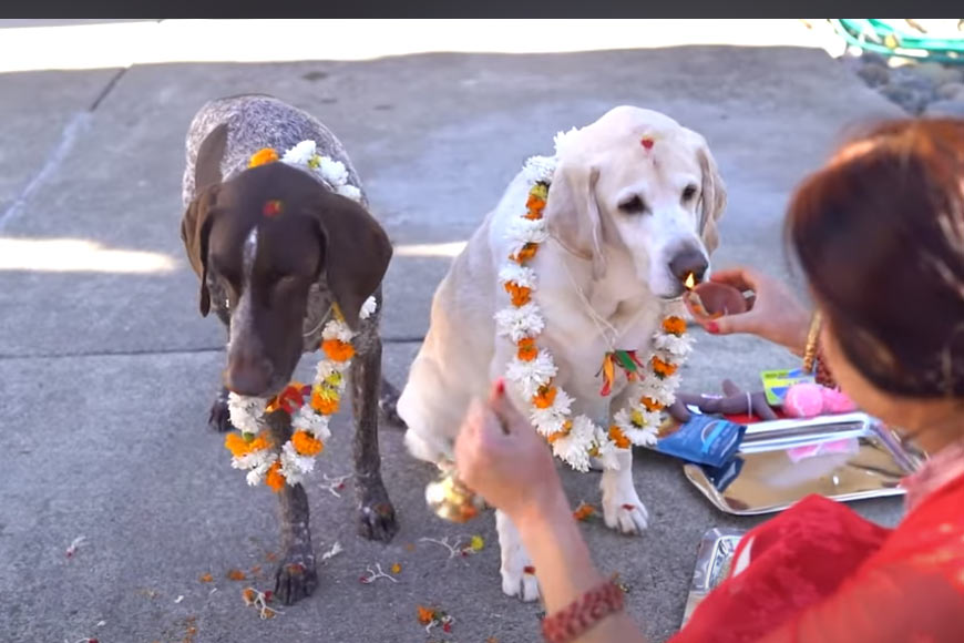 A girl celebrates the Nepal Dog Festival 2025 by placing a marigold garland on a dog, a heartwarming tradition.