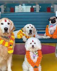 celebrates the Nepal Dog Festival 2025 by placing a marigold garland on a dog, a heartwarming tradition.
