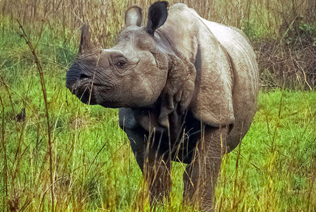 Chitwan Tour Package